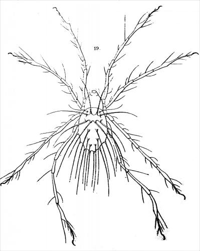 Réf. 198 142 : Damaeus clavipes